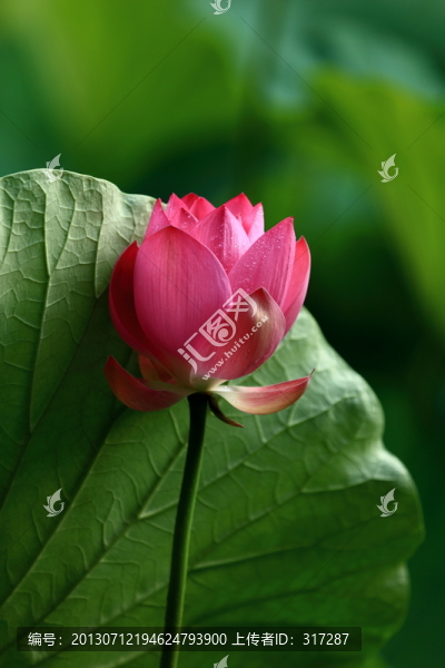 荷花與露水