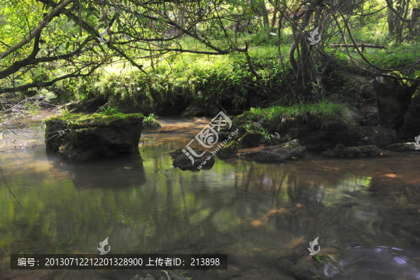 樹木倒影