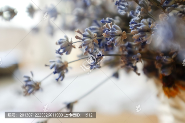 薰衣草