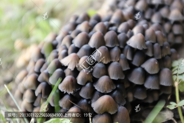 野蘑菇