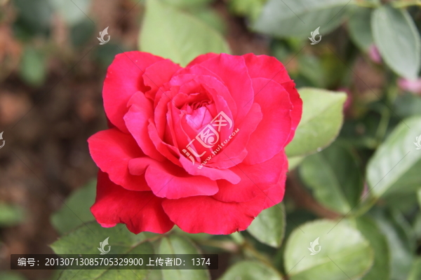 月季花