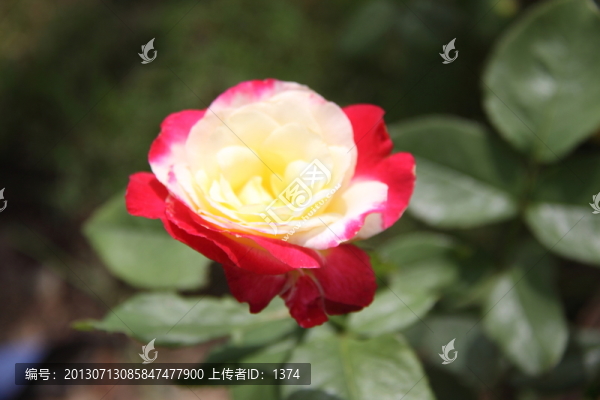 月季花