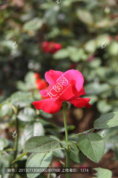 月季花
