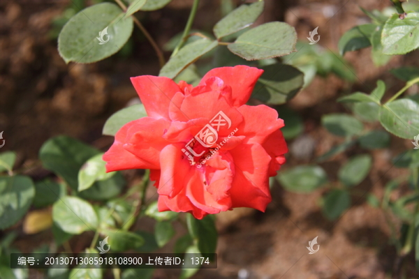 月季花