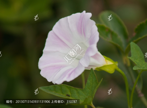 牽?；?喇叭花,朝顏花