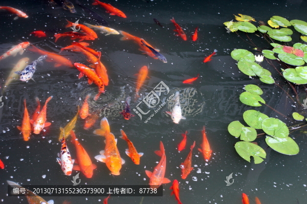 錦鯉魚(yú)