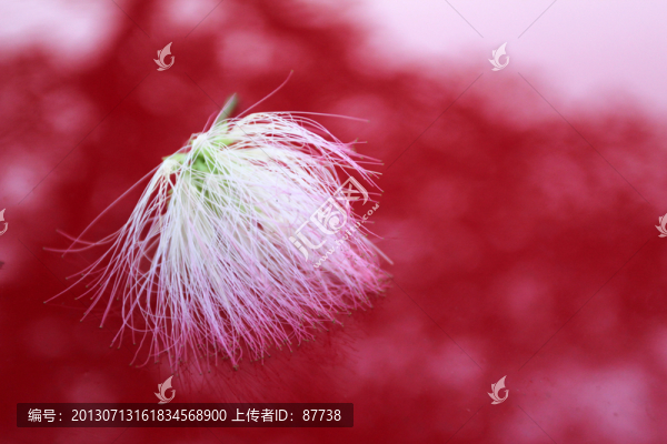 合歡樹