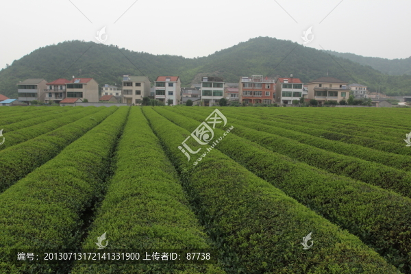 紹興茶園