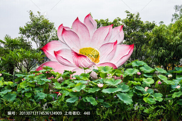 荷花展