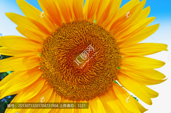 向日葵