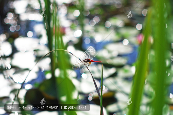 蜻蜓