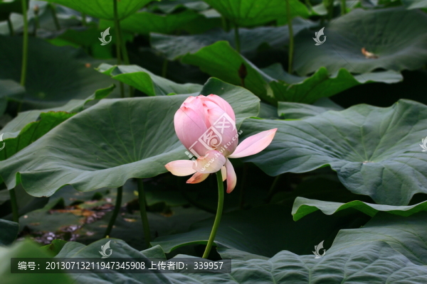 荷花