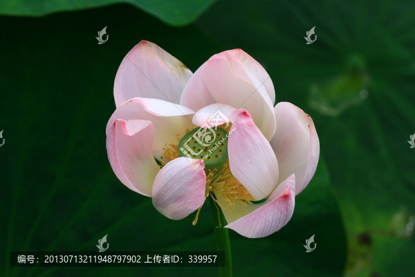 荷花