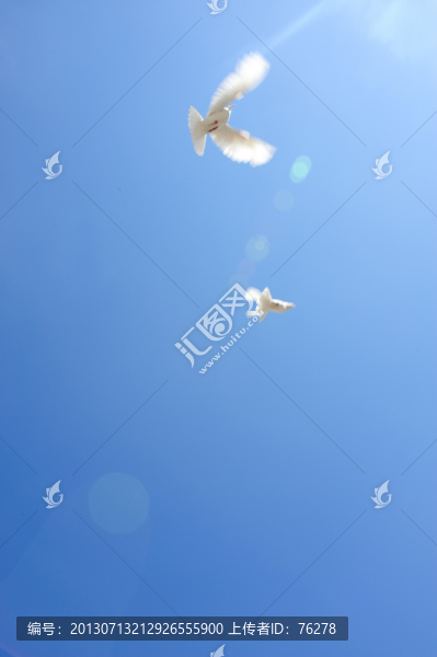 兩只鴿子