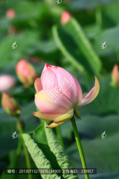 荷花