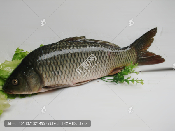 鯉魚