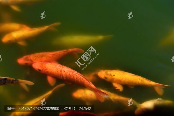 錦鯉