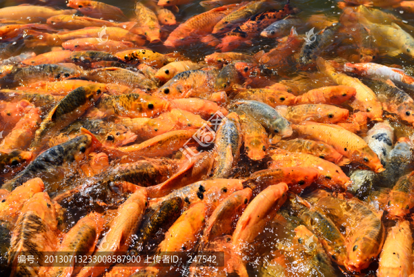 錦鯉
