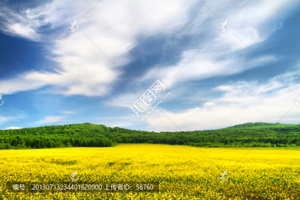 田野