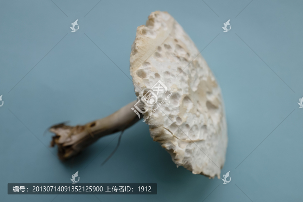 蘑菇