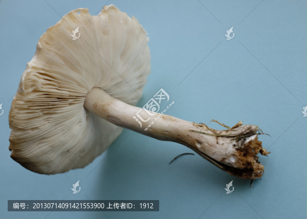 蘑菇