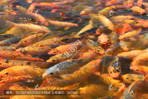 錦鯉