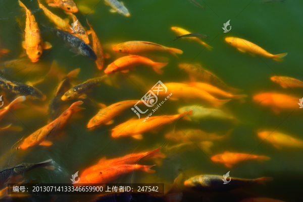 錦鯉