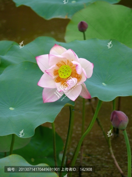荷花
