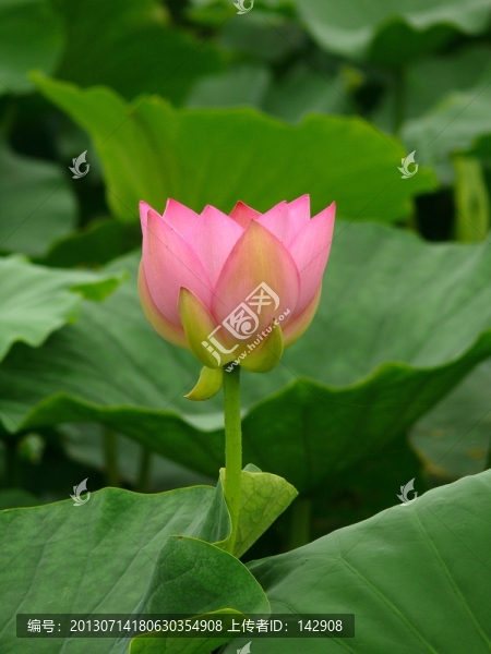紅荷花