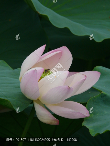荷花
