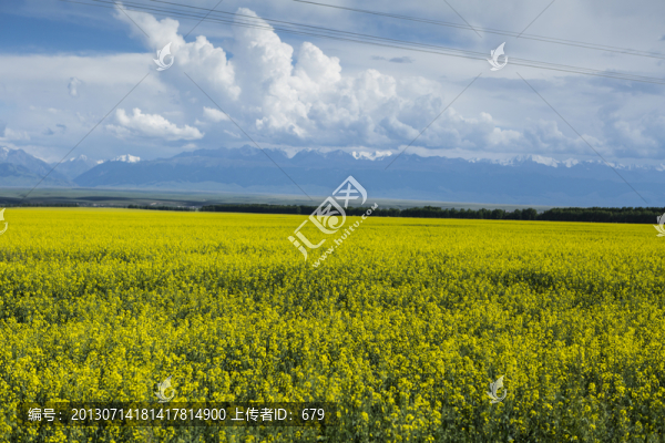油菜花