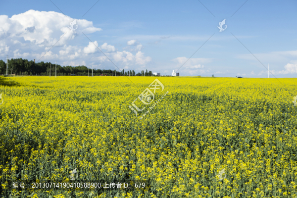 油菜花
