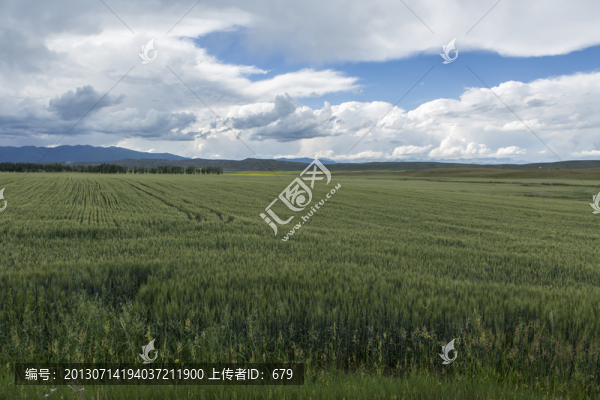 麥地,麥田