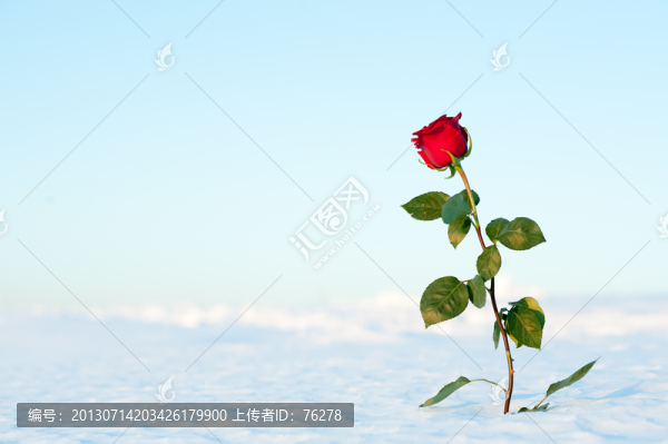 雪地里的玫瑰花