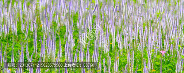 草原花海