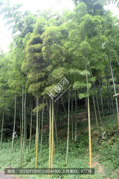 紹興竹海