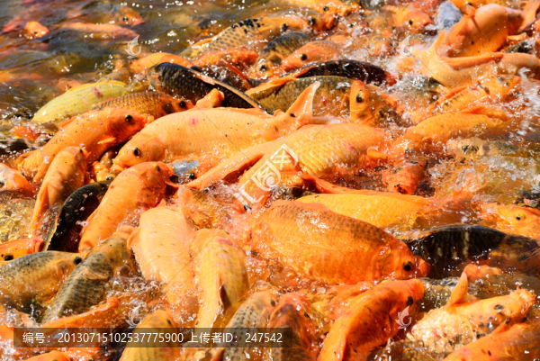 錦鯉,鯉魚