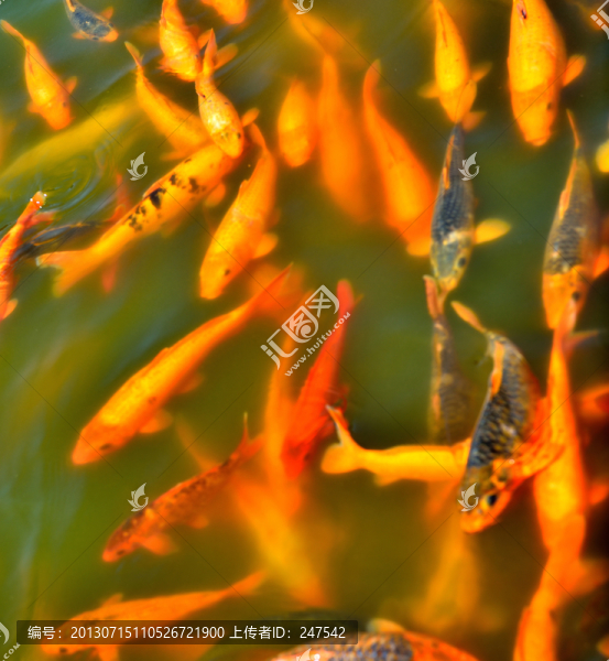 錦鯉,鯉魚(yú)