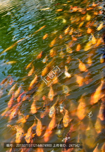 錦鯉,鯉魚