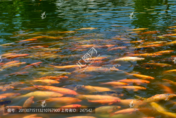 鯉魚,錦鯉