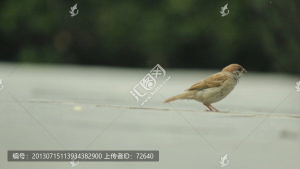 麻雀