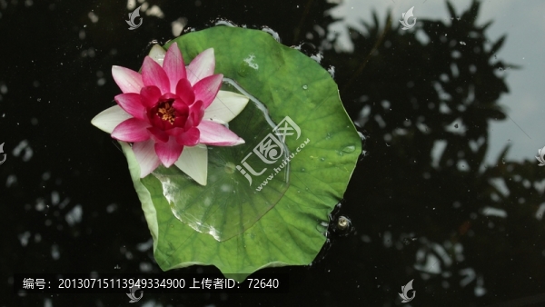 荷花