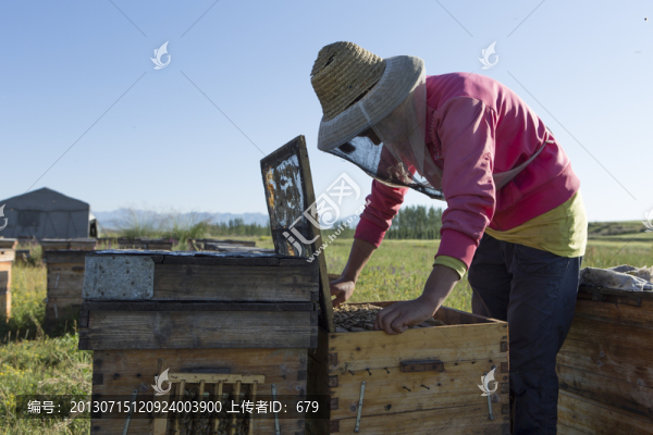 養(yǎng)蜂場