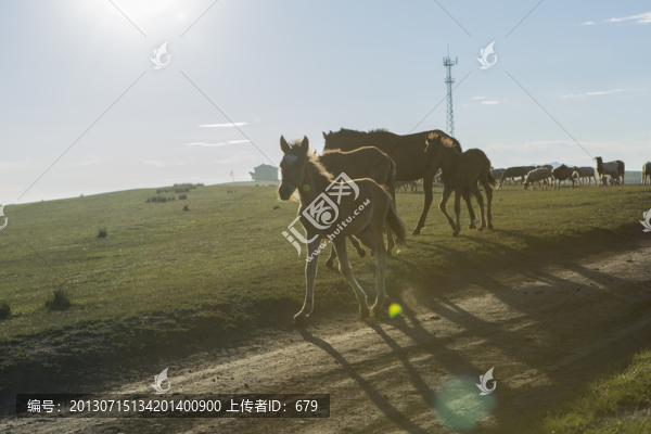 牧馬圖