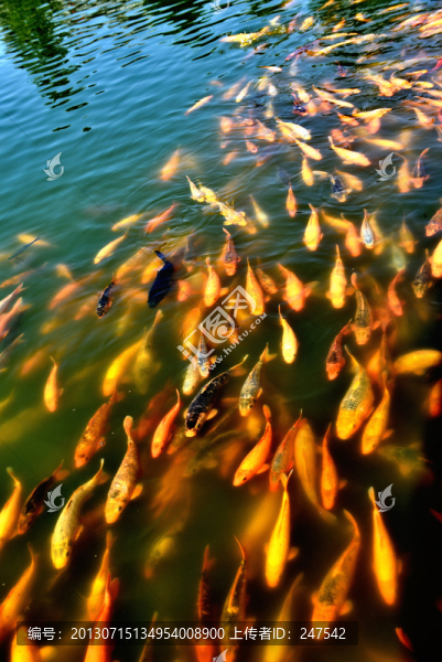 錦鯉,魚陣