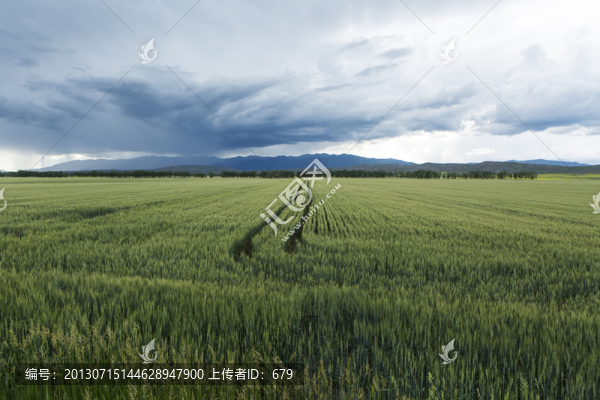 麥田