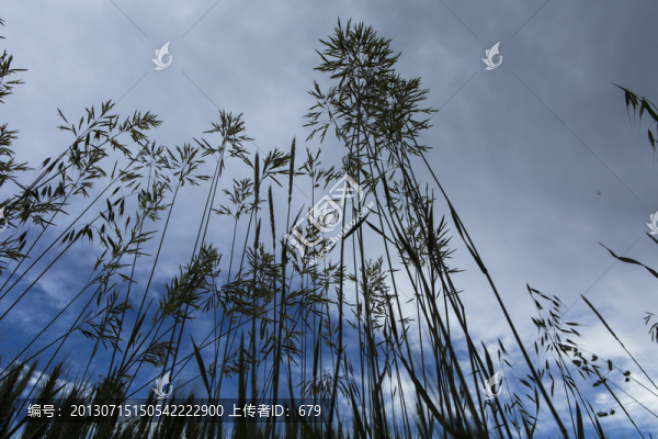 稗草