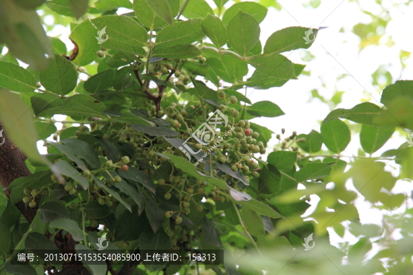 花椒樹