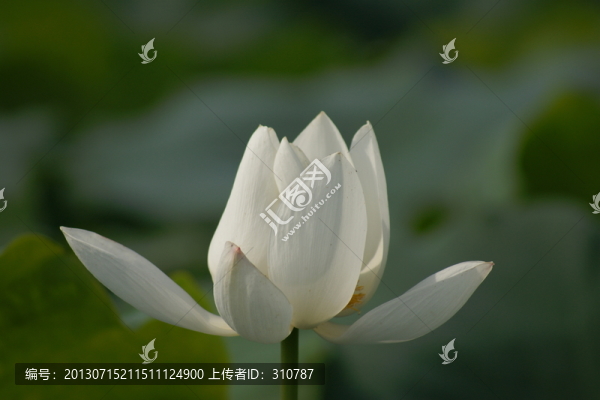 荷花,植物花卉