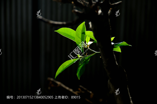 萌生的綠葉